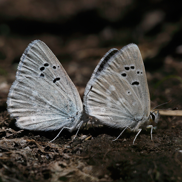 Icaricia icarioides