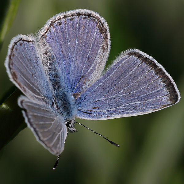Icaricia icarioides