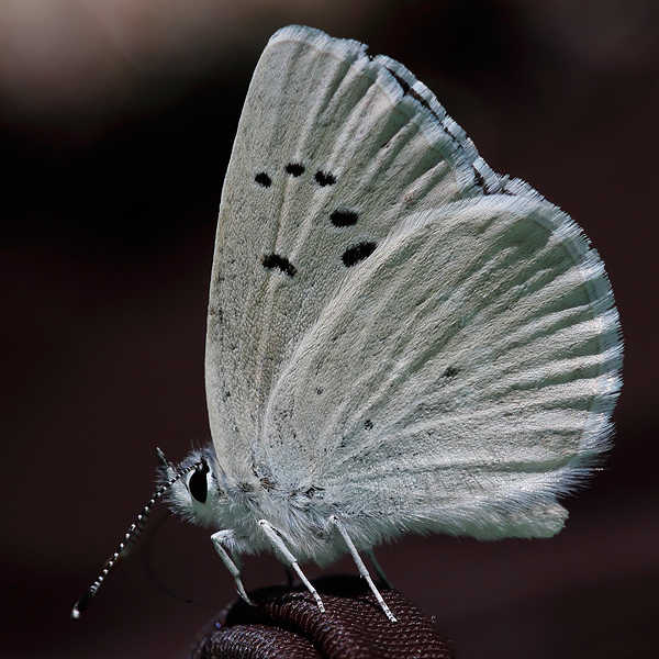 Icaricia icarioides