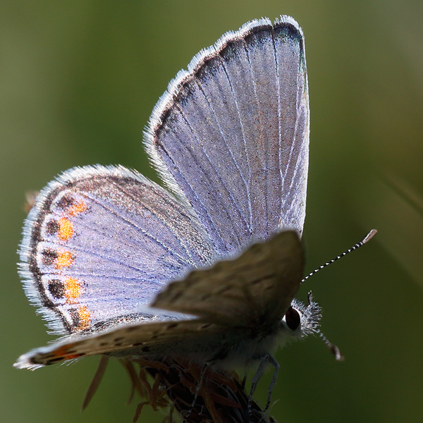 Icaricia acmon