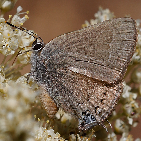 Satyrium saepium
