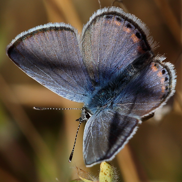 Icaricia acmon