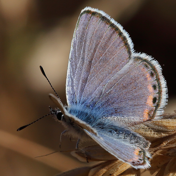 Icaricia acmon