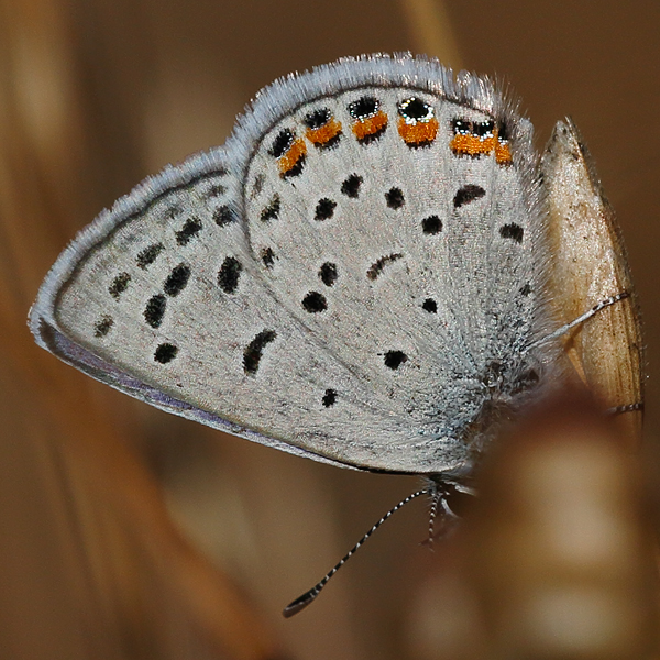 Icaricia acmon
