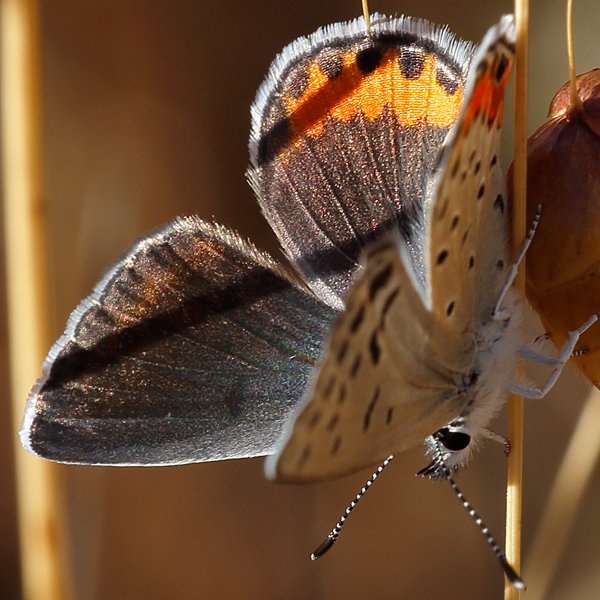 Icaricia acmon