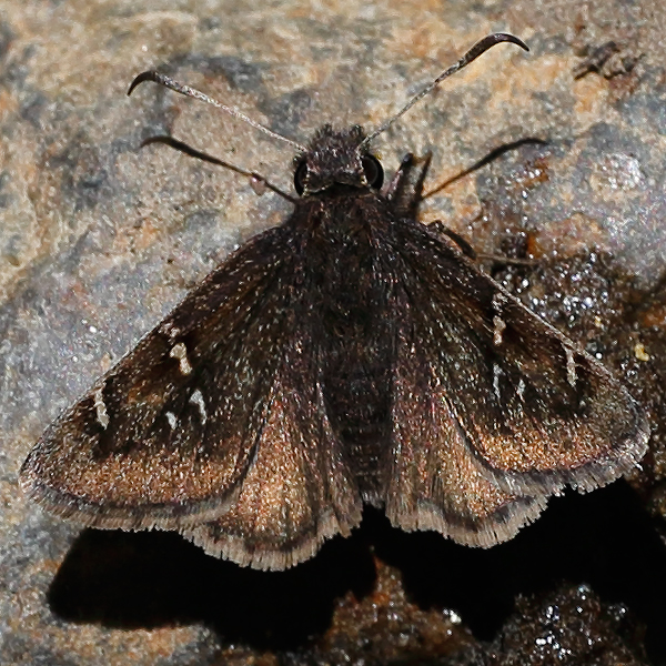 Cecropterus mexicana