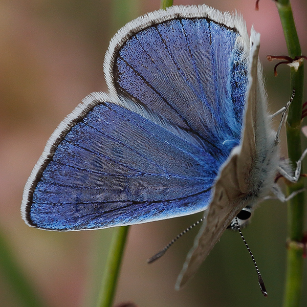 Polyommatus kanduli (damocles)