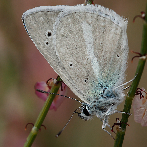 Polyommatus kanduli (damocles)