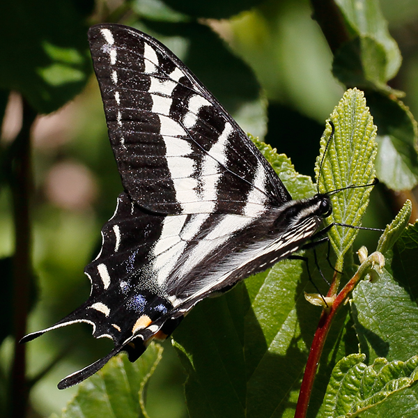 Papilio eurymedon