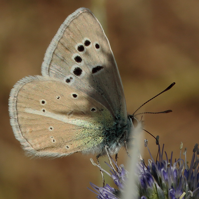 Polyommatus turcicola