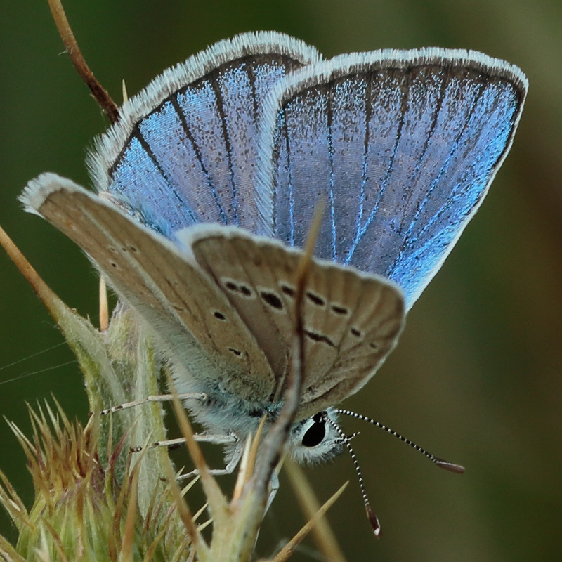 Polyommatus turcicola