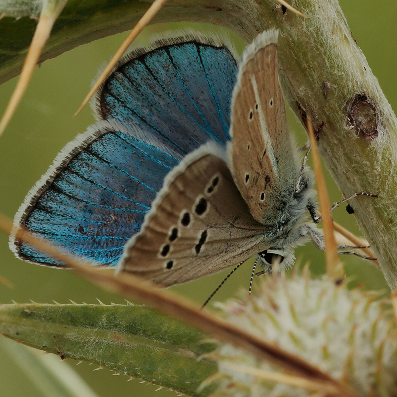 Polyommatus turcicola
