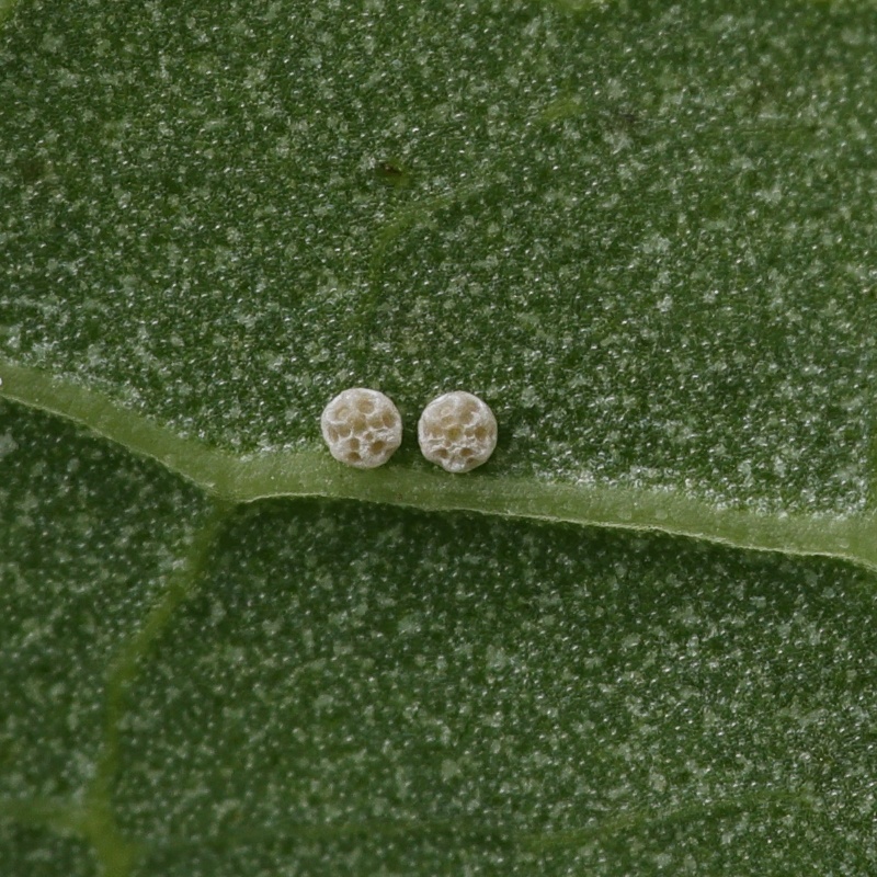 Lycaena dispar (batava, eggs, ovum, ova)