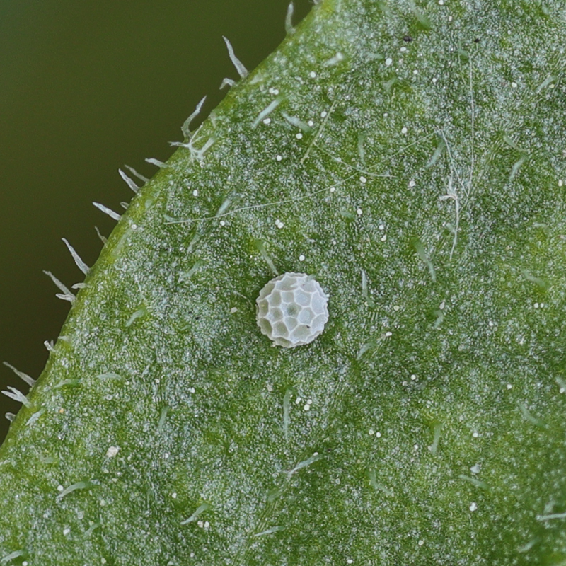 Lycaena tityrus (ovum)