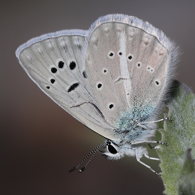 Polyommatus actis pseudoactis