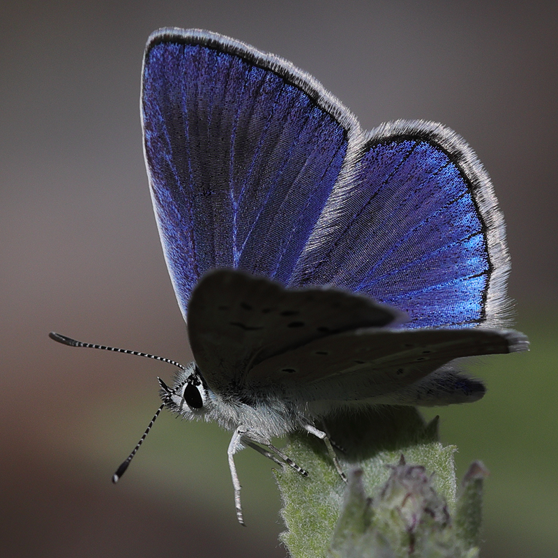 Polyommatus pseudactis