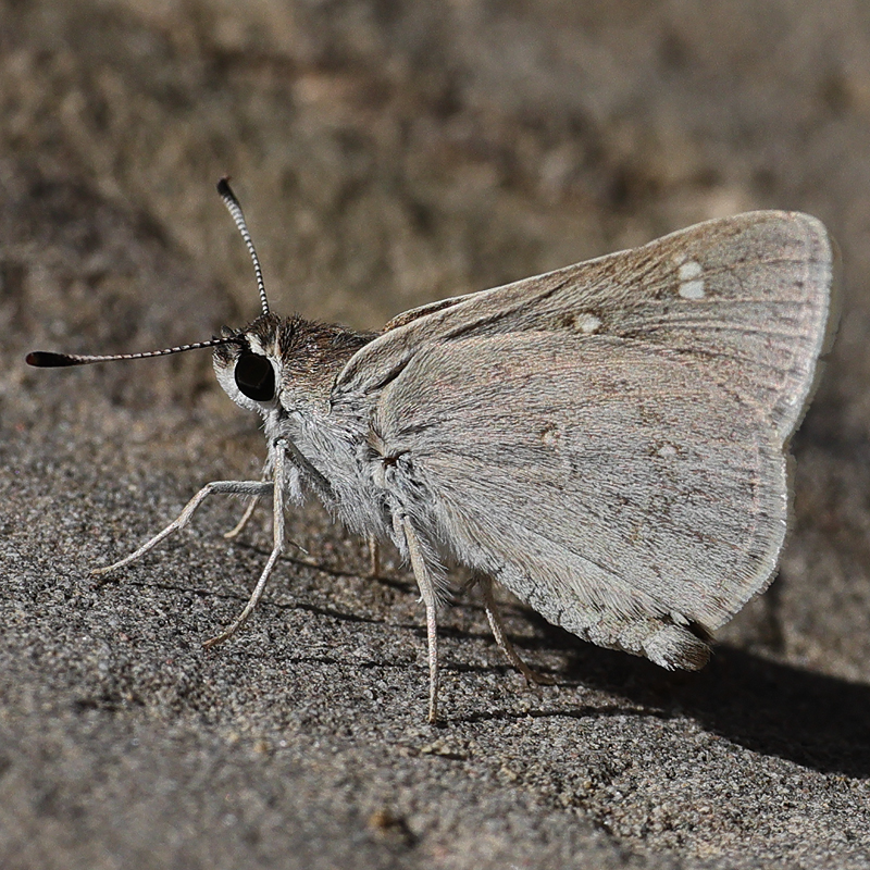 Eogenes alcides