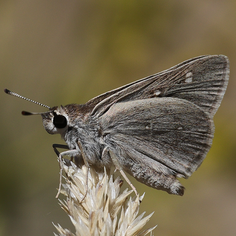 Eogenes alcides