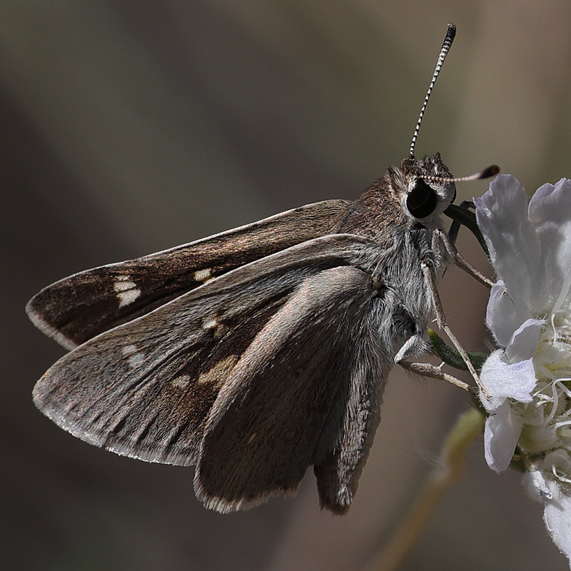 Eogenes alcides