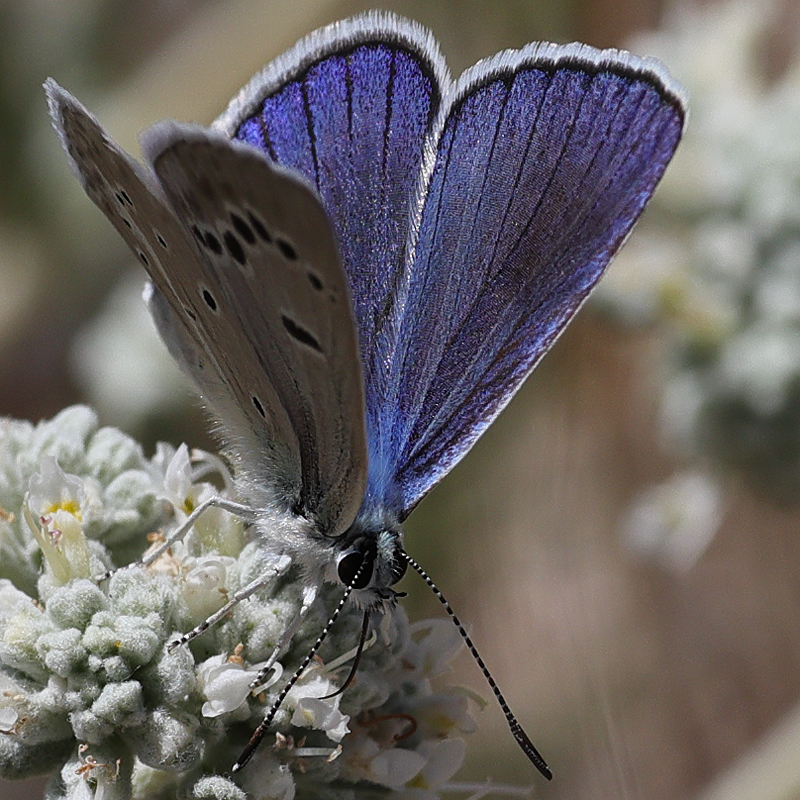 Polyommatus cyaneus