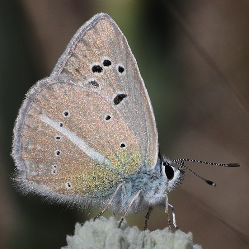Polyommatus pierceae
