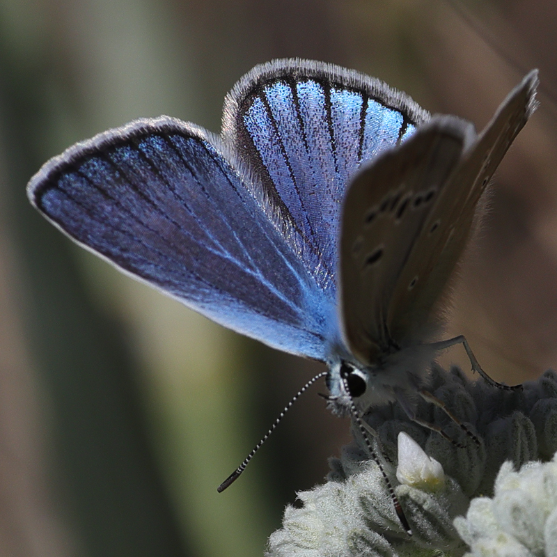 Polyommatus pierceae