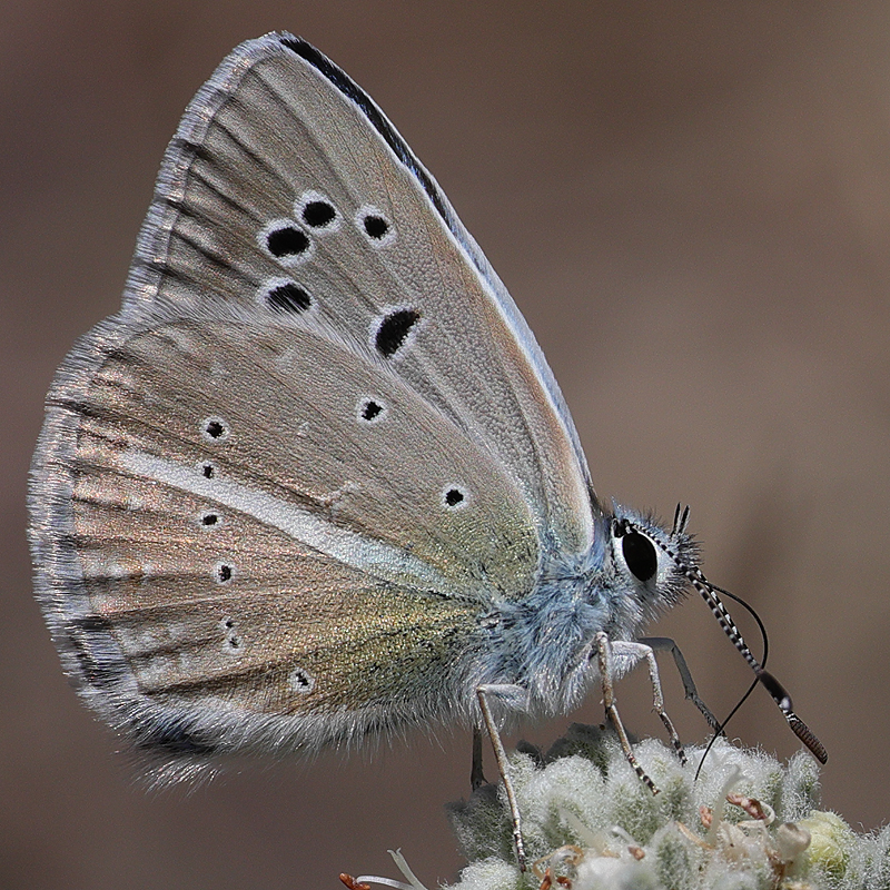 Polyommatus zapvadi