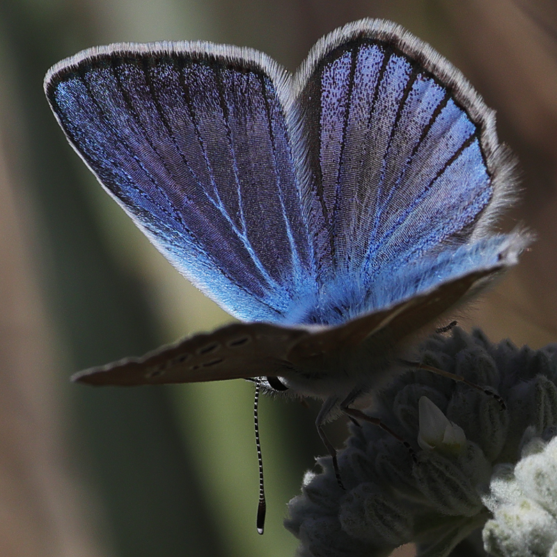 Polyommatus pierceae