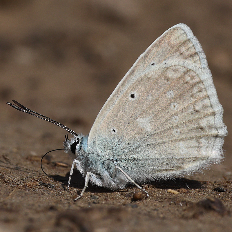 Polyommatus daphnis