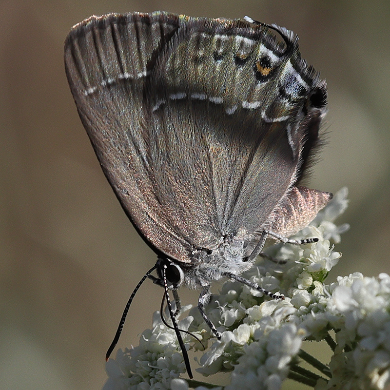 Satyrium marcidum