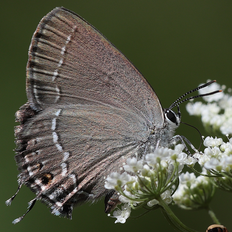 Satyrium marcidus