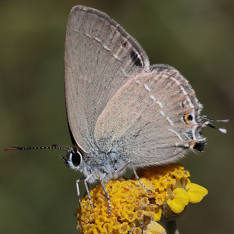 3701-Satyrium abdominalis