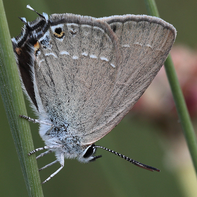 3701-Satyrium abdominalis