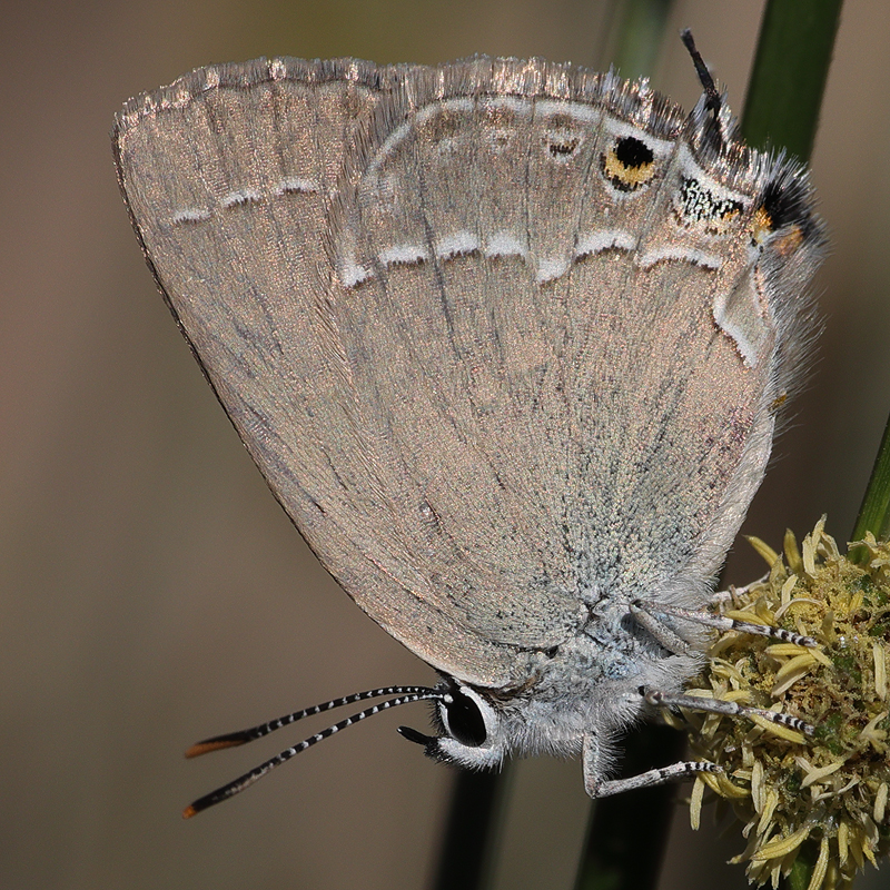 3701-Satyrium abdominalis