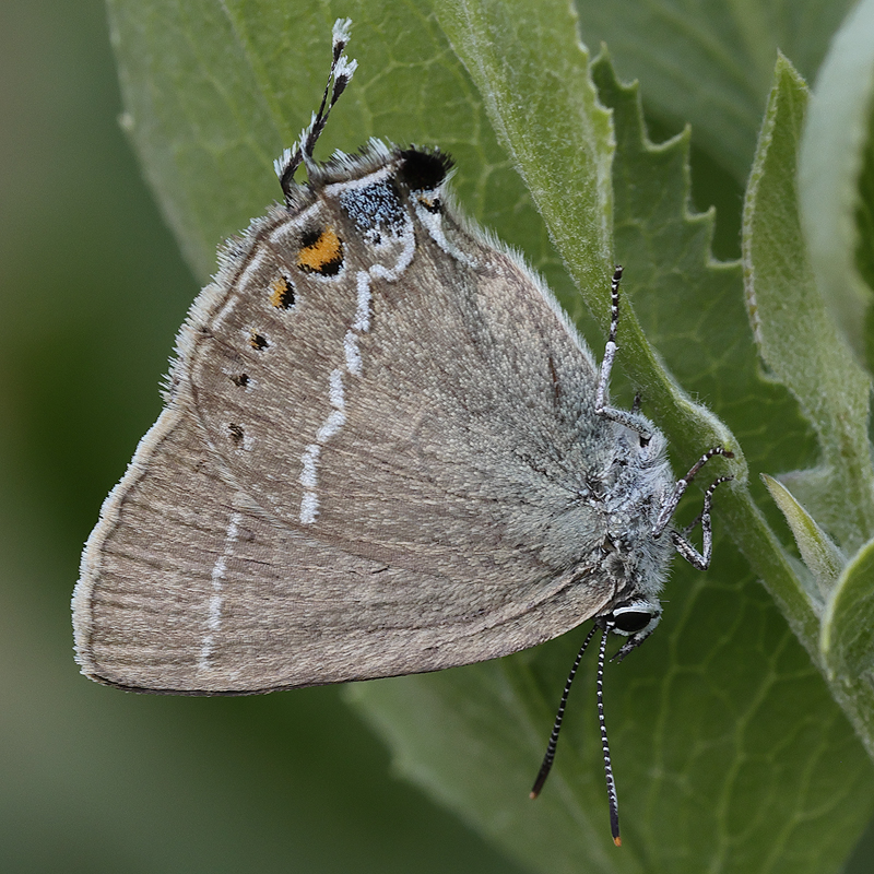 Satyrium spini