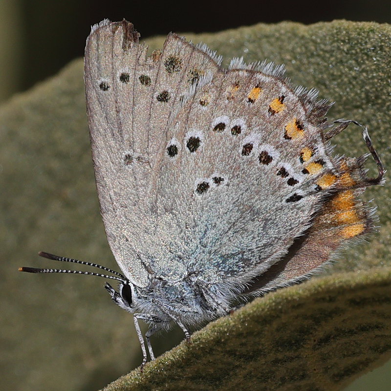 Satyrium ledereri