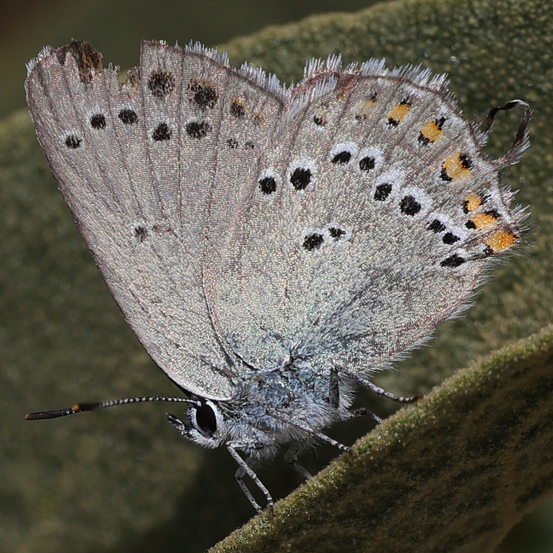 Satyrium ledereri