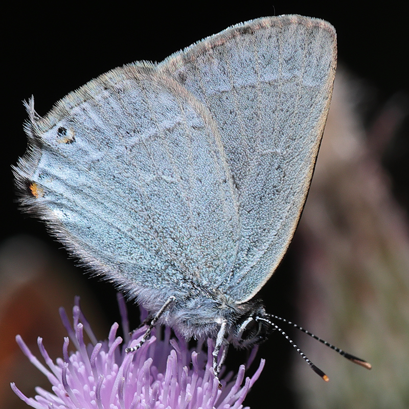 Satyrium myrtale