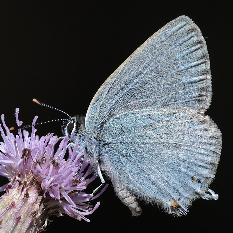 Satyrium myrtale