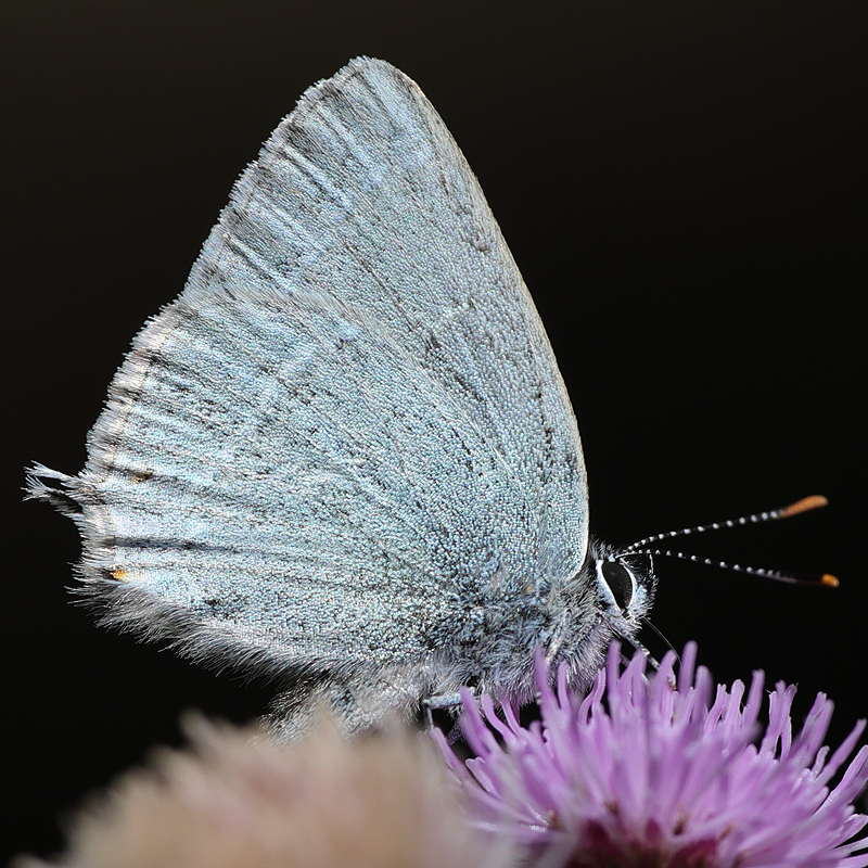Satyrium myrtale