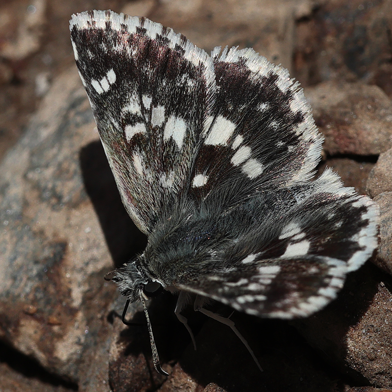 Muschampia poggei