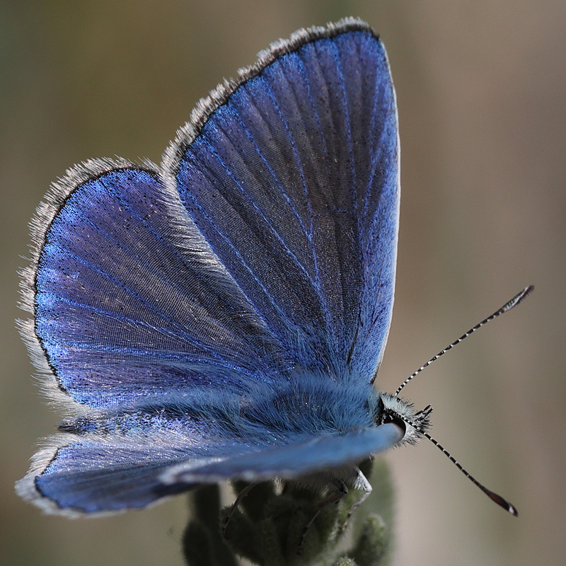 Polyommatus haigi