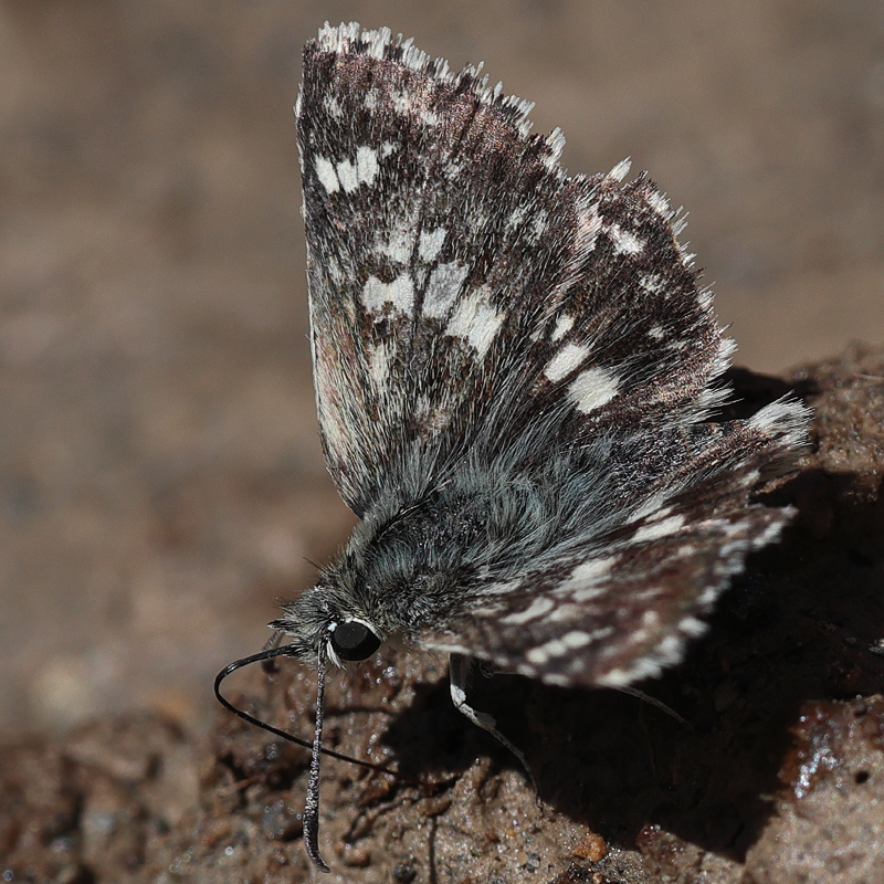 Muschampia poggei