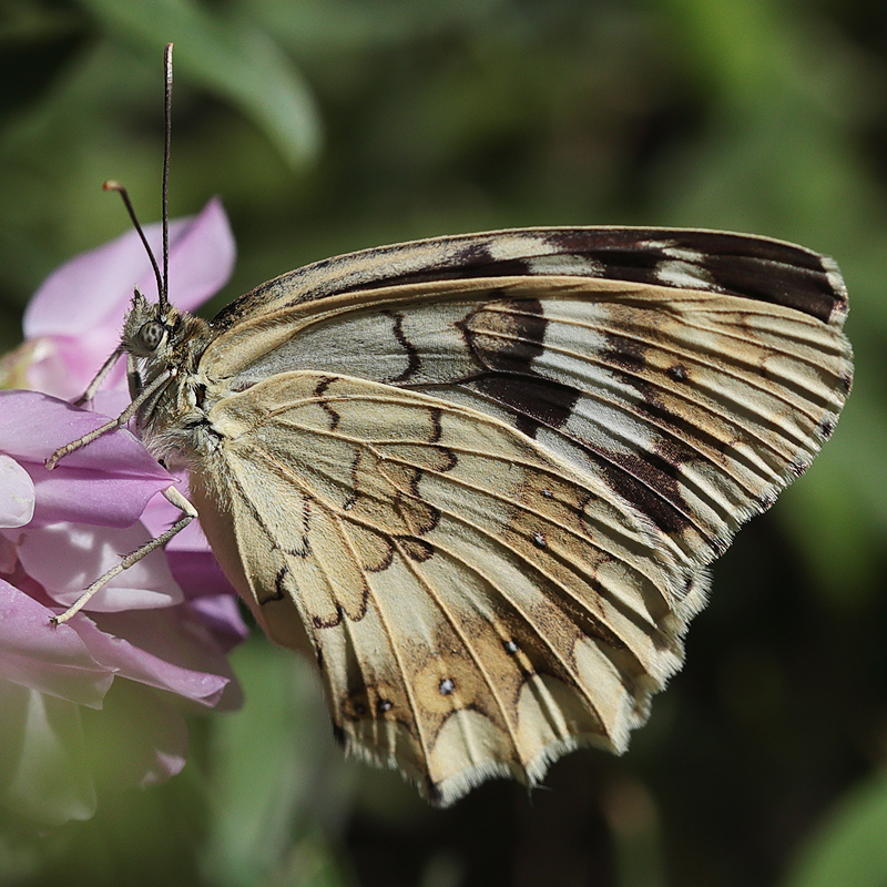 Melanargia syriacus