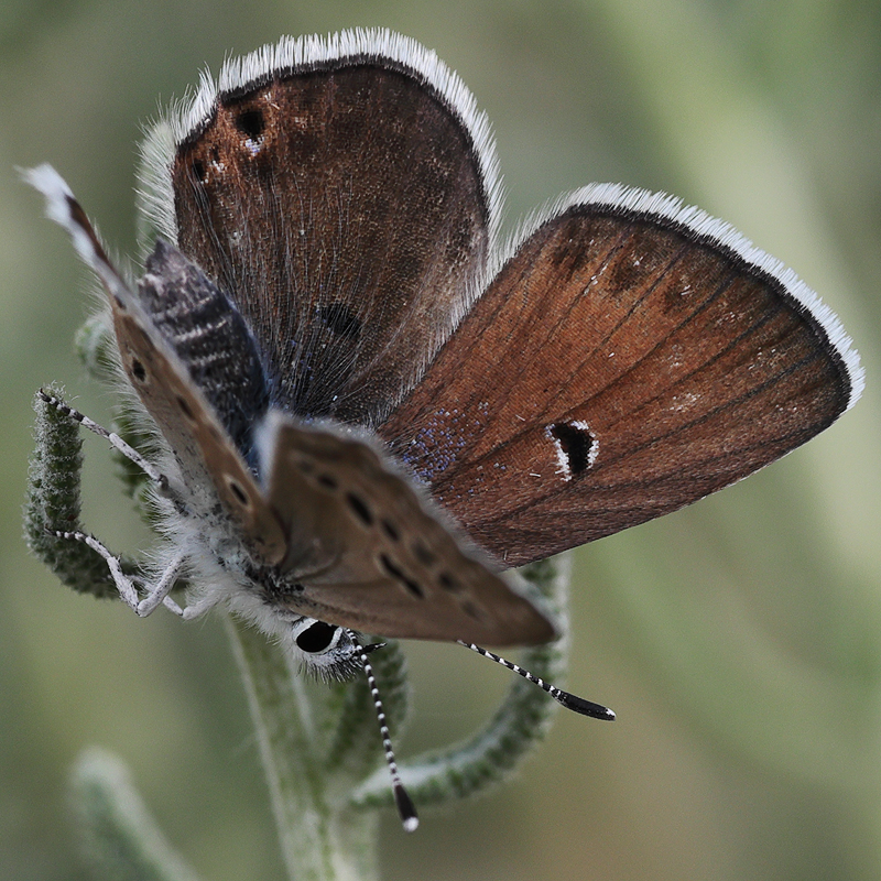 Plebejus morgianus