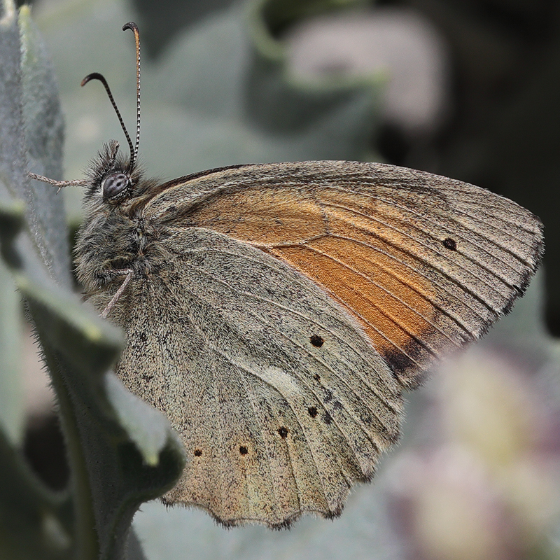 Kirinia climene