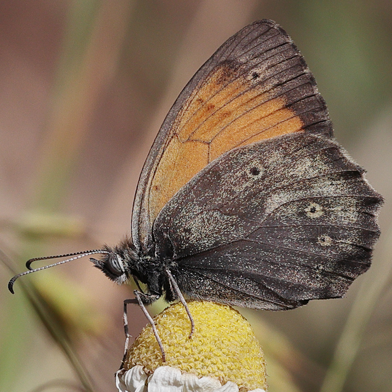 Kirinia climene