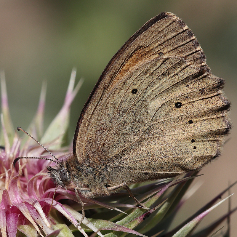Kirinia climene