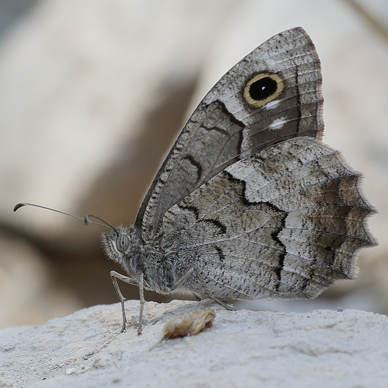 Hipparchia fatua