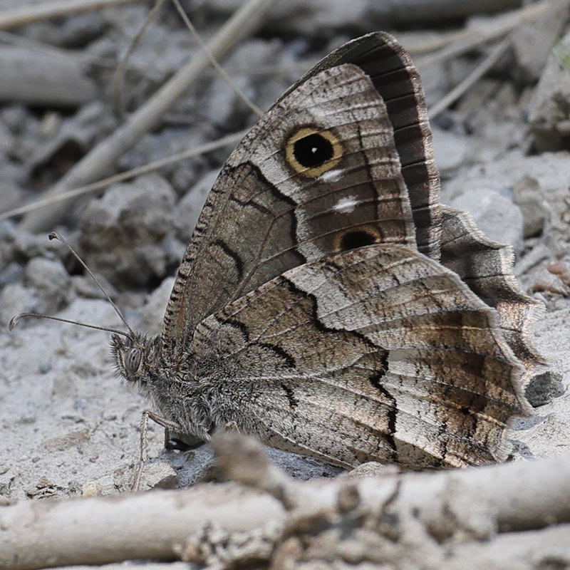 Hipparchia fatua